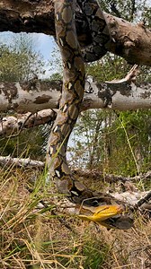 31K views · 95 reactions | #snake #reels #pythonsnake #snaketv #snalelife #snakelover #snakeblog #vlogger #snakevlog | Snake TV | Facebook