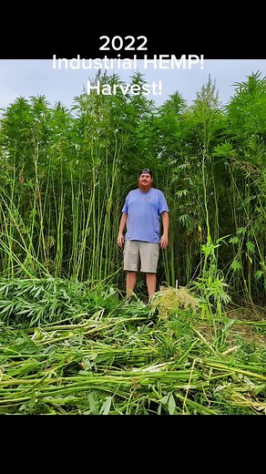 Industrial Hemp Harvesting Methods and Products