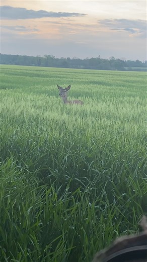 755K views · 7.8K reactions | Des fois tu n’as même pas le temps d’arriver à ton coin d’affût ça arrive droit sur toi, ça a du bon de tomber dans la boue mon odeur est camouflée je mettrai la suite de la vidéo demain où on verra que les animaux ne sont pas partis (filmé avec mon téléphone) | Emeline Damien photos animalières | Facebook