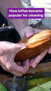 Luffas are typically used for cleaning, but they can also be cooked and eaten when they’re still small and green. #Luffas #Agriculture #Crops | Insider