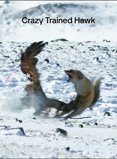❗️Trained Hawk Attack ❗️#wildlife #animals