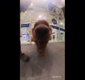 Insta 360 mounted on dog gives fascinating view of walkies