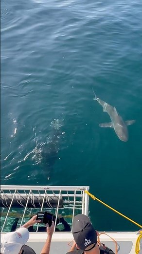 Shark Cage Adventure in Cape Town #shark #sharks #sharkcagediving #shorts