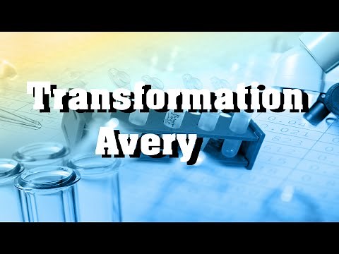 Avery - Transformation