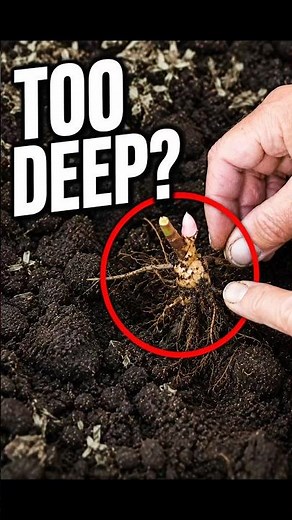 The #1 Reason Peonies Don't Bloom 🌸