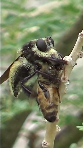 Bee VS Robber fly