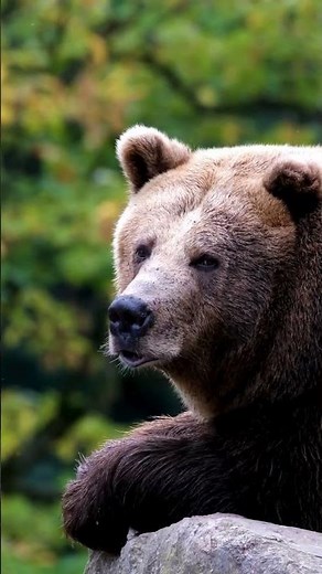 Bear Essentials: Facts About Brown Bears