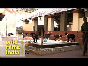 Goats for sacrifice brought by Hindu devotees at Kamakhya Temple, Guwahati