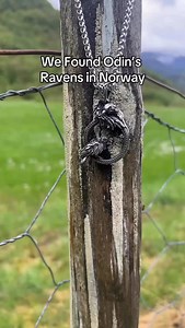 Odin’s Ravens in Norway 🐦‍⬛🐦‍⬛🇳🇴 Order yours 👉 vikinglifestyles.com #odinsravens #norsemythology #huginnandmuninn #viking #valkyrie #norsejewelry #vikingjewelry #vikingjewellery #vikingstyle #norway #vikinglifestyles | Viking Lifestyles