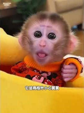 体弱的小猴子惨遭猴妈嫌弃，善良的小哥将它带回家，并照顾其长大 #万物皆有灵
