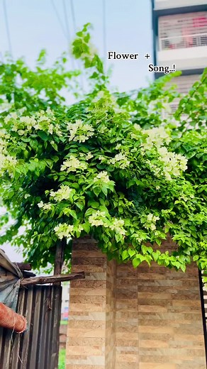 Song flowers #foryou #foryoupage #foryoupageofficiall #bd #1millionaudition