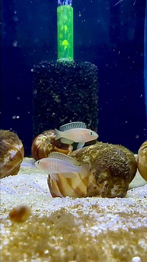 Neolamprologus Similis - the coolest shell dwelling cichlid that you’ll never see! 😂 #shellie #shelldwellers #dwarfcichlid #laketanganyika #dakuaquatics #aquarium #aquariumhobby #fishtank #aquascape #aquariumfish #fish #aqua #aquariumsofinstagram #aquascaping #freshwateraquarium #tropicalfish #fishkeeping #plantedtank #plantedaquarium #glassbox #natureaquarium #freshwater #freshwaterfish #aquascaper #cichlid #aquariumplants #fishy #aquaticplants #fishtanks | Daku Aquatics