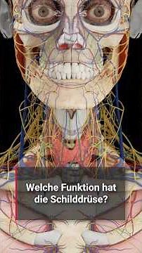 Corpus StudyBuddy: Was macht die Schilddrüse?