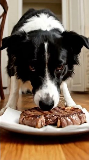 This Dog Understands Physics