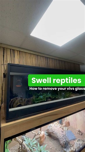 Safe Removal of Vivarium Glass: A Step-by-Step Guide
