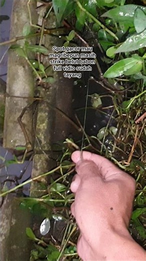 Full Vudio Sudah Tayang Mancing Di Spot Gacor !!!‪@belutLiar88‬ #mancing #mancingmania #belut