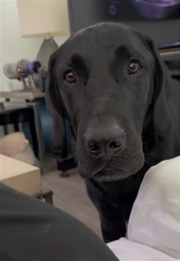 Cute Labrador Inspires Fun T-Shirt Ideas