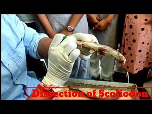 Dissection of scoliodon for B.Sc. & M.Sc. class students. #dissectionofscoliodon #Scoliodon #dogfish
