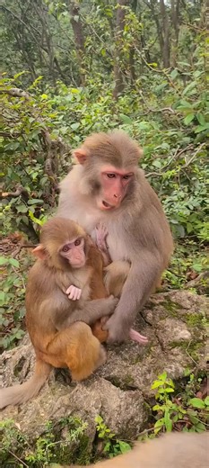 Amazing Monkey Tricks That Will Leave You in Awe