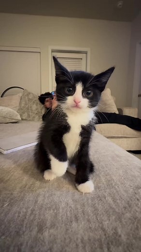 Kitty is a Little Angry: Funny Cat Moments
