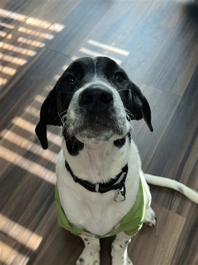 ADOPTED!! Noticed this puppy was still here. So after hanging out with Moonshine we brought him home for a slumber party. Vader is only 3 months old and has been living in that crate since he was found. Vader is a well-mannered sweetheart who listens well and wants to be around people. He did great with all of our animals. We were happy to have an opportunity to give him a break and get to know him. Like, comment, repost, donate, are all ways to help this baby find his home. 💚 You can find him 