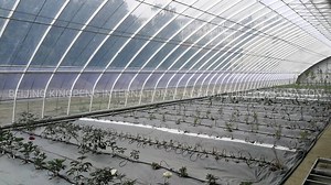 Which Landscape Fabric Is Best For My Greenhouse?