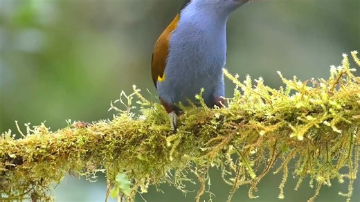 24K views · 1.9K reactions | Plate-billed mountain toucan calling (Andigena laminirostris) . It is native to the western slope of Ecuador and extreme southern Colombia, where it lives in the high-altitude humid mountain forests of the Andes. It feeds mainly on fruit, and occasionally eats insects and eggs as well. | BIRDS & Nature | Facebook