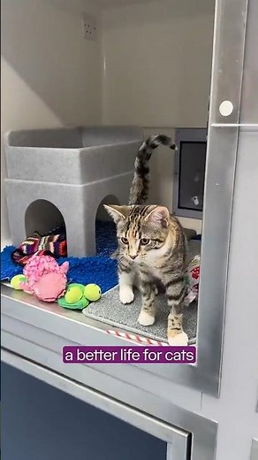 What Cats Protection does for cats...