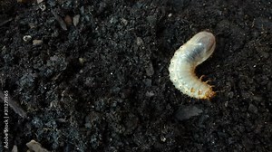 Big white insect Beetle grub worm on top of soil digging down into the ground. Up close and very detailed macro footage.