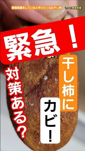 🆘️緊急！干し柿にカビ！？対策ある？捨てる？いや諦めない！/カビ予防！干し柿の保存方法！【保存版】《しーの家庭菜園＊干し柿作り》