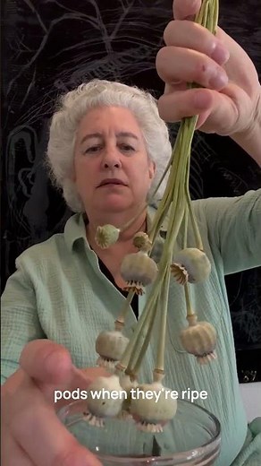 From Flower to Oil: What’s Inside a Poppy Pod?