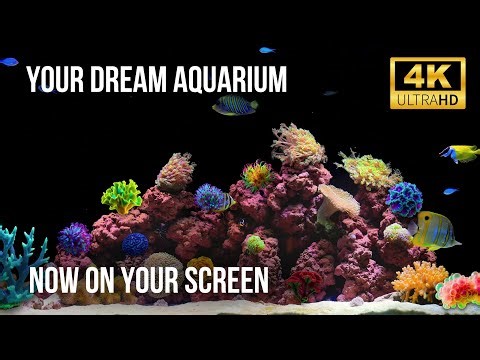 🐬 Pure Calm with 4K Fish Tank | Gentle Aquatic Motion and Silence