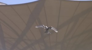 Festo builds a robot bird (video) - ProtoThema English