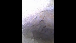 While scoping a tortoise burrow with some old snake tracks, Peyton discovered this subadult Gopher Frog using the burrow. Not only was this an unusual observation at Georgia indigo sites, but if you look closely, you’ll see the Gopher Frog snacking on a cricket it snatched off the roof of the burrow! #OrianneSociety #BenStegenga #Fieldnotes #burrowcam #amphibian #frog #gopherfrog #conservation | The Orianne Society