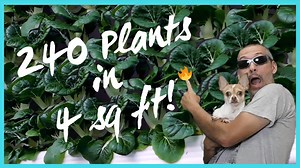 11K views · 246 reactions | Grow 240 plants in 4 Sq Ft!! That's...