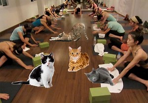 Stretch in yoga class to help stretchy homeless cats