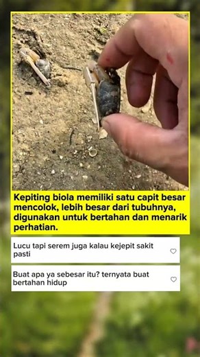 Tangan Lebih Besar dari Badan! Kepiting Unik Ini Bikin Kaget