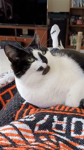 How to avoid a CATastrophe series. mouse hypnotized. #cat #gatita