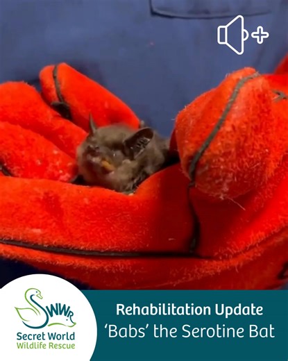 Babs the Serotine Bat – Update 🦇 Babs continues to win hearts here at Secret World Wildlife Rescue. Despite her feisty start, she’s genuinely one of the most gentle little characters — happy to sit calmly and take her mealworms with perfect manners. She’s had a minor setback recently, losing a little weight, and we’ve discovered she has internal helminths (parasitic worms). The good news is she’s now receiving treatment, and the team is keeping a close eye on her as she recovers. Hopefully, it 