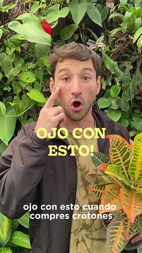 Todo sobre el cuidado del croton: errores y soluciones