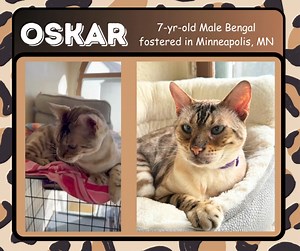 1.7K views · 49 reactions | ADOPTED OSKAR 癩A stunning BENGAL...