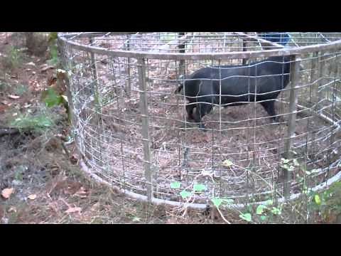 Hog trapping in Arkansas with the HawgStopper round trap part 1