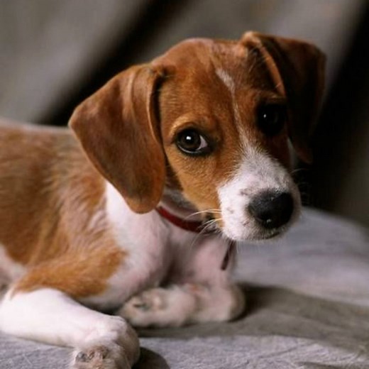 19 Beagles Mixed With Jack Russell Terrier - The Paws