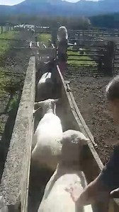 261K views · 1.1K reactions | Thought you might like this video of our daughters helping on the farm. 8 year old Georgie on the drafting gate weighing. 10 year old Lyndajayne pushing them up. Just beautiful to see. Lockdown has its advantages with great, readily available, farm labourers like these. Happy Easter from the Kittos @Birch Hill Station | NZ Farming | Facebook