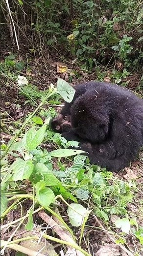 How do mountain gorillas live?#mgahingagorillanationalpark #bwindi #mountaingorillas