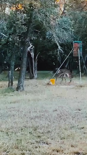 Deer Natural Video: Tips to Grow on TikTok