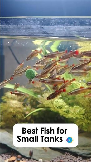 Best Fish for a Small Aquarium? These 4 Will Transform Your Tank