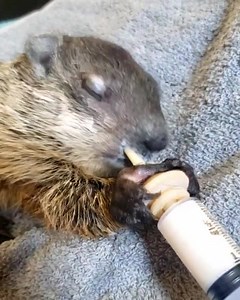 1.8K views · 321 reactions | Today is Delilah's gotcha day! Two years...