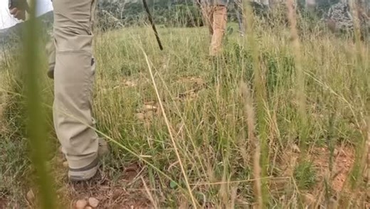 An old Nyala bull. Worn teeth. Heavy horns. A life well lived in the African bush. This is what true selective hunting looks like — respect for the animal, the land, and the future of the species. Proud to have shared this moment with our client on a memorable Nyala hunt. African Select Hunting Safaris — where every hunt has meaning. #africanselecthuntingsafaris #nyalahunt #nyala #selectivehunting #ethicalhunting #plainsgame #africansafari #africanhunting #responsiblehunting #conservationthrough