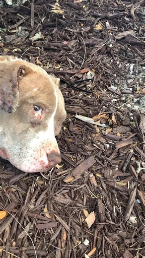 In March of 2021, I received a message about a dead dog inside a fancy gated community; the lady said when she came closer she noticed the dog was alive, but something was not right. Immediately, I put a crate and a trap in my car and went to her. I got there and I could see from far away a body laying under a tree. I thought she finally died and I was too late...but to my disbelief, she was barely breathing. I softly called her and she opened her eyes and tried to wag her tail. The ticks on her